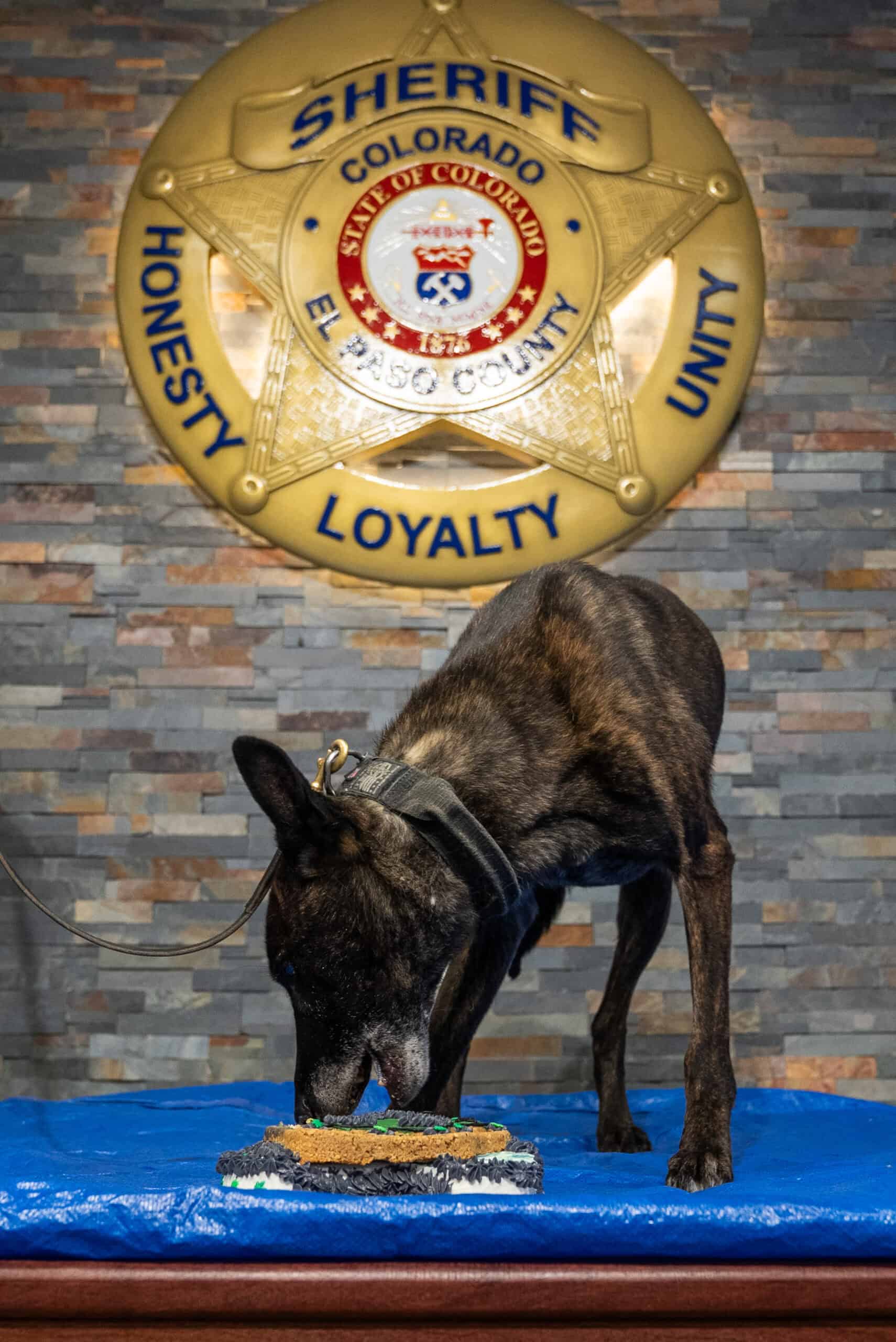 K9 Knox Retires After Seven Years of Distinguished Service – El Paso ...