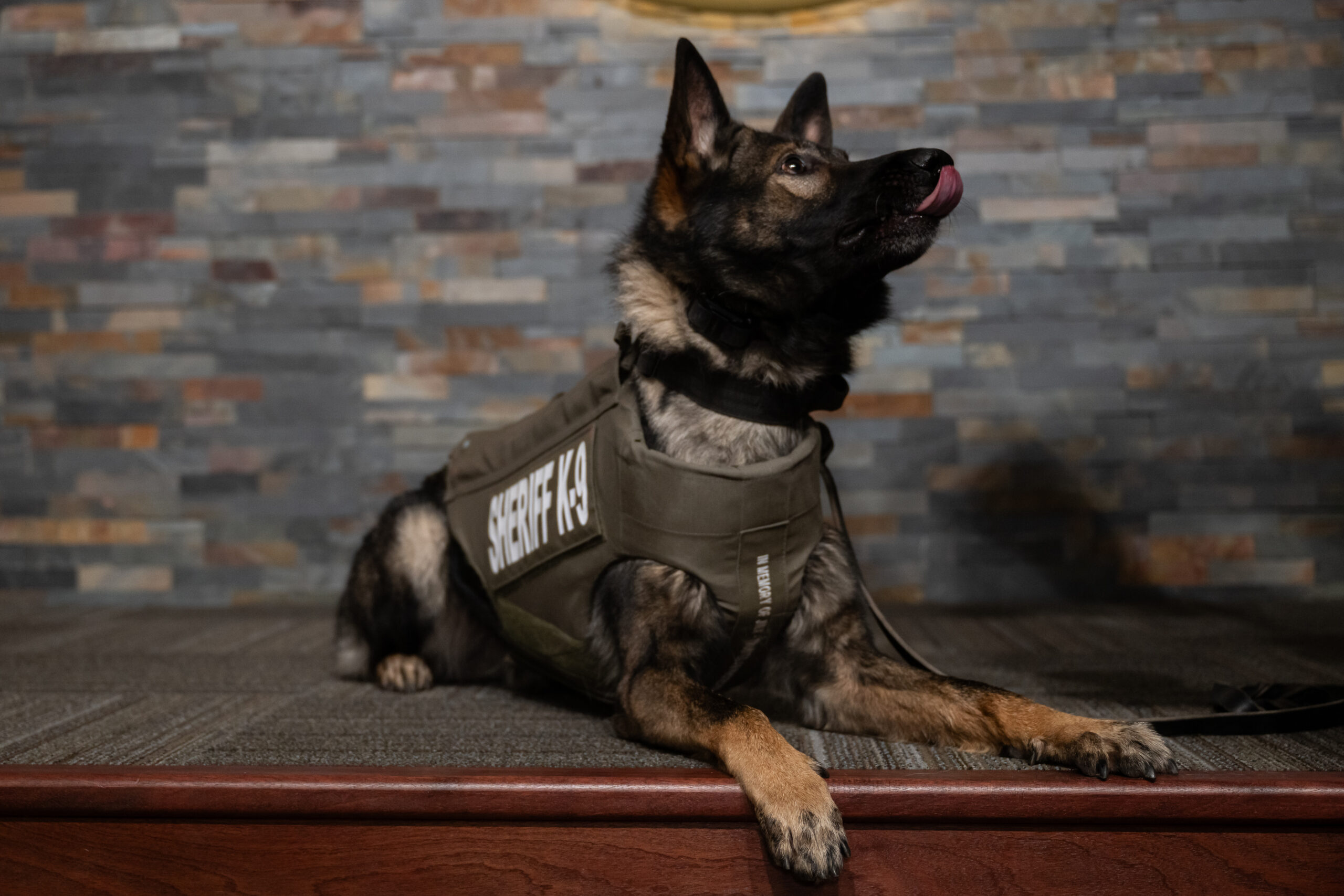 Photo of K9 named Mako wearing a protective vest.