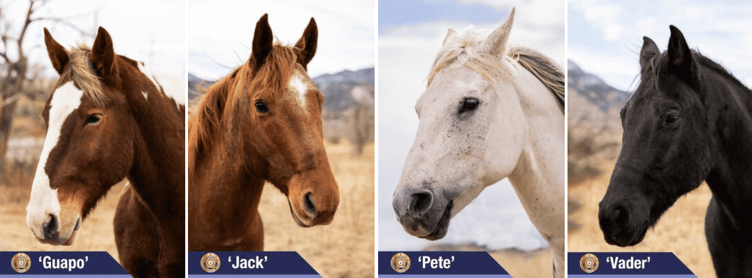 Photo of the 2026 Mounted Unit Horses