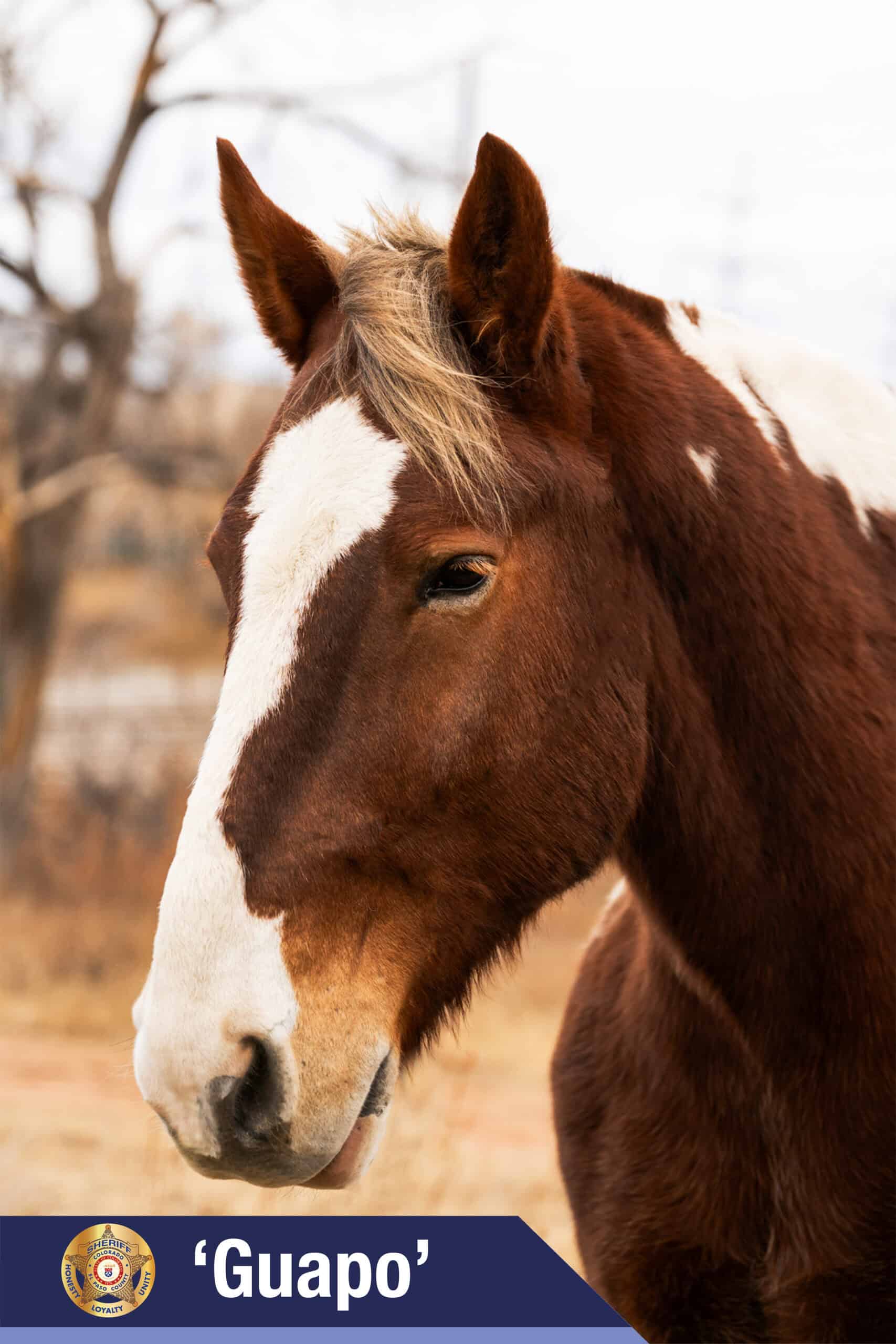 El Paso County Sheriff’s Office Mounted Unit Introduces 2026 Equine ...