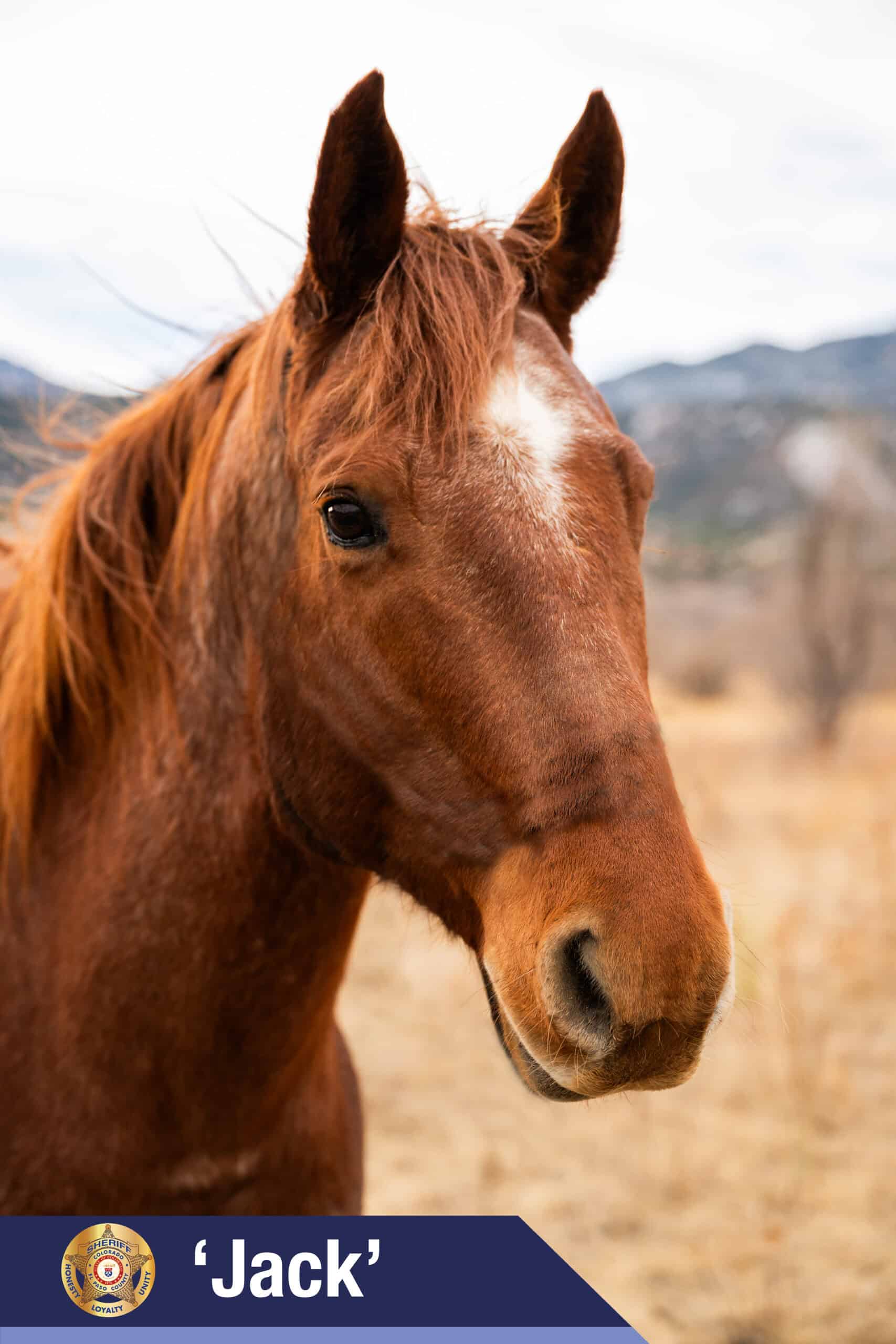 El Paso County Sheriff’s Office Mounted Unit Introduces 2026 Equine ...