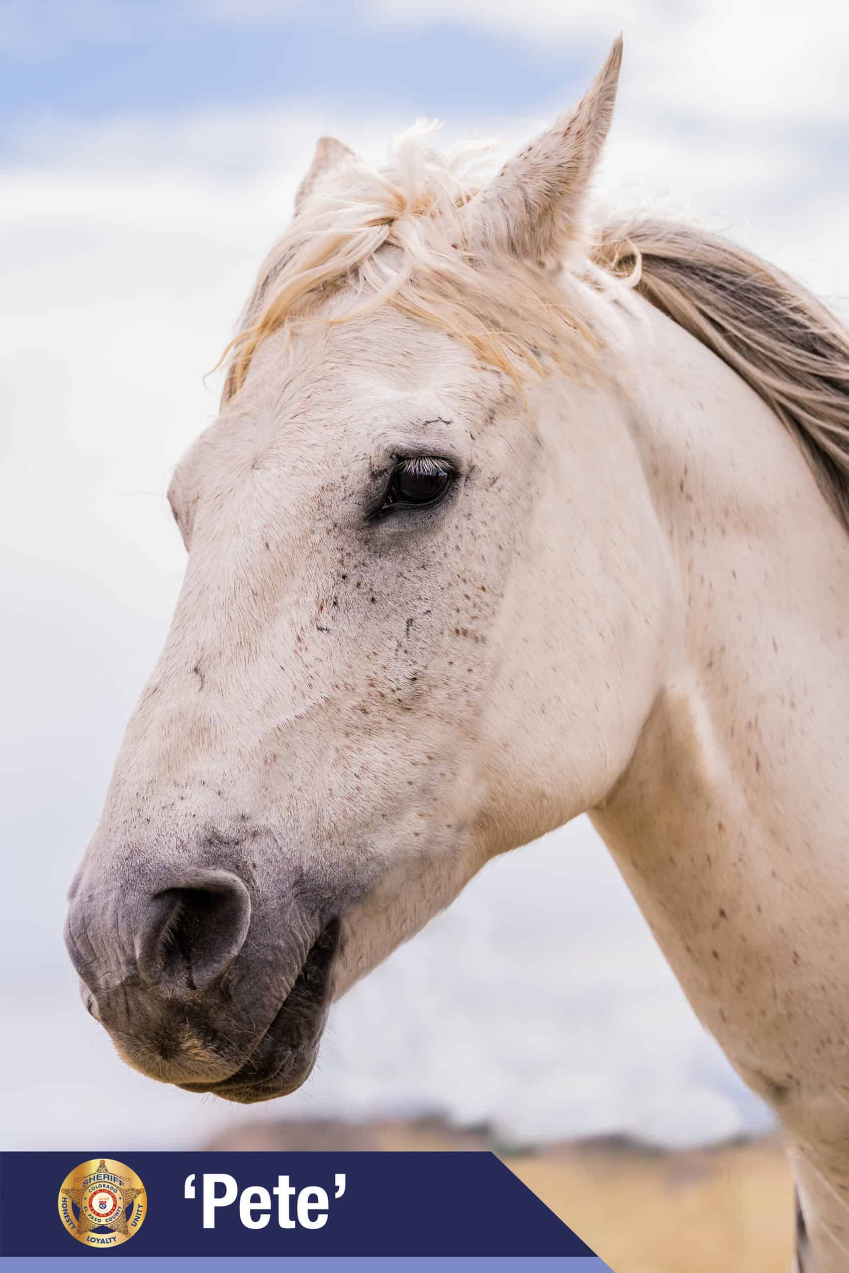 El Paso County Sheriff’s Office Mounted Unit Introduces 2026 Equine ...