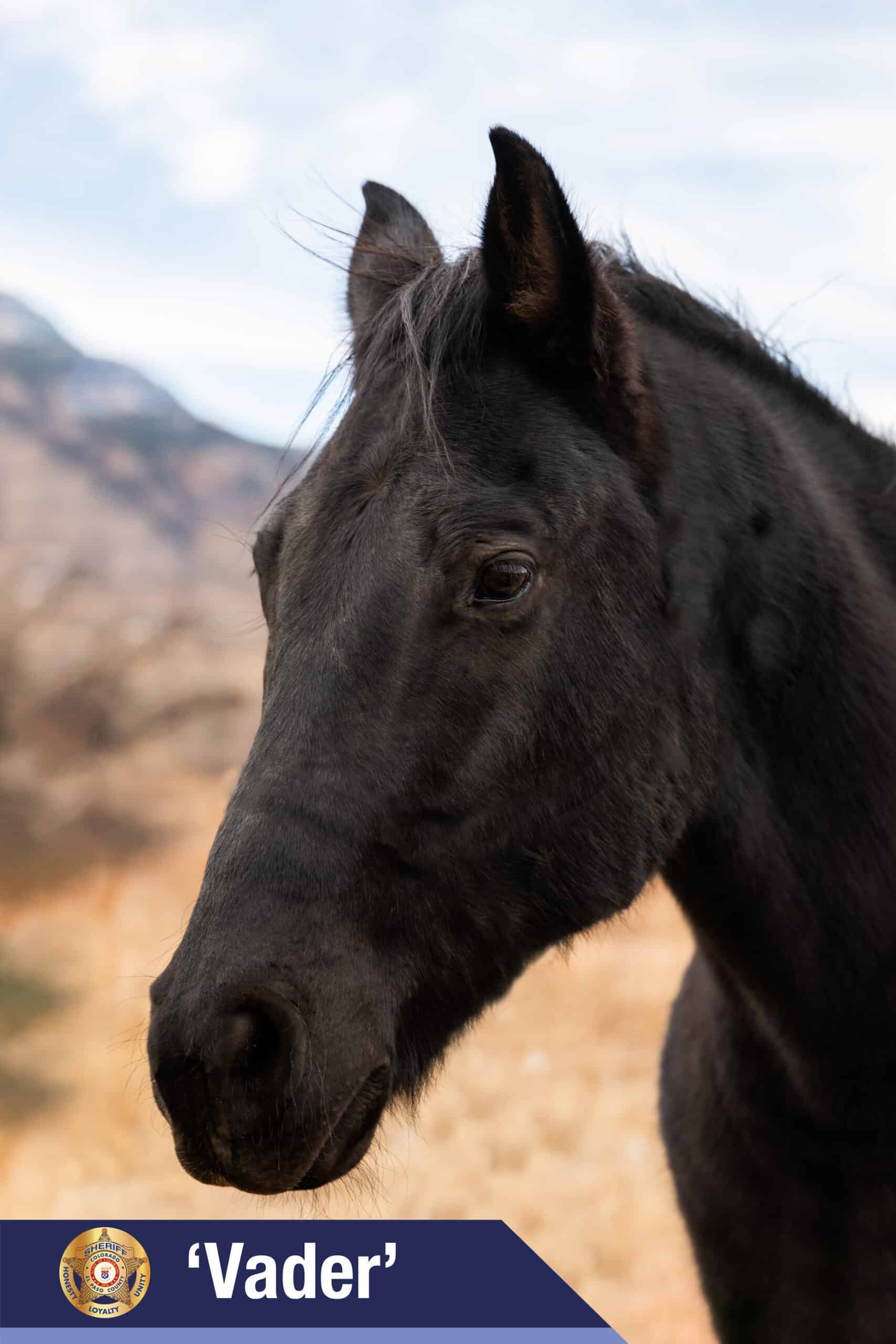 El Paso County Sheriff’s Office Mounted Unit Introduces 2026 Equine ...