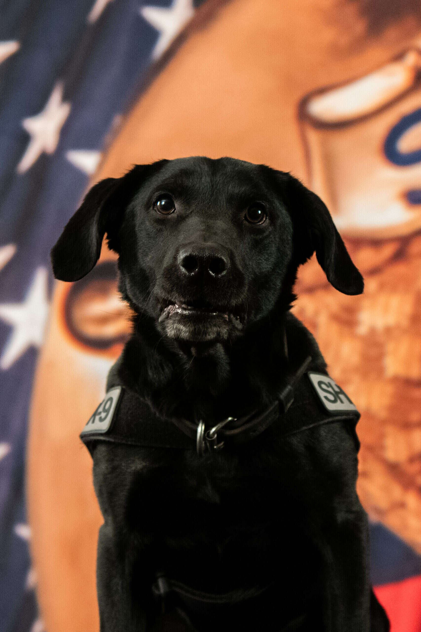 K9 amp's Official Photo