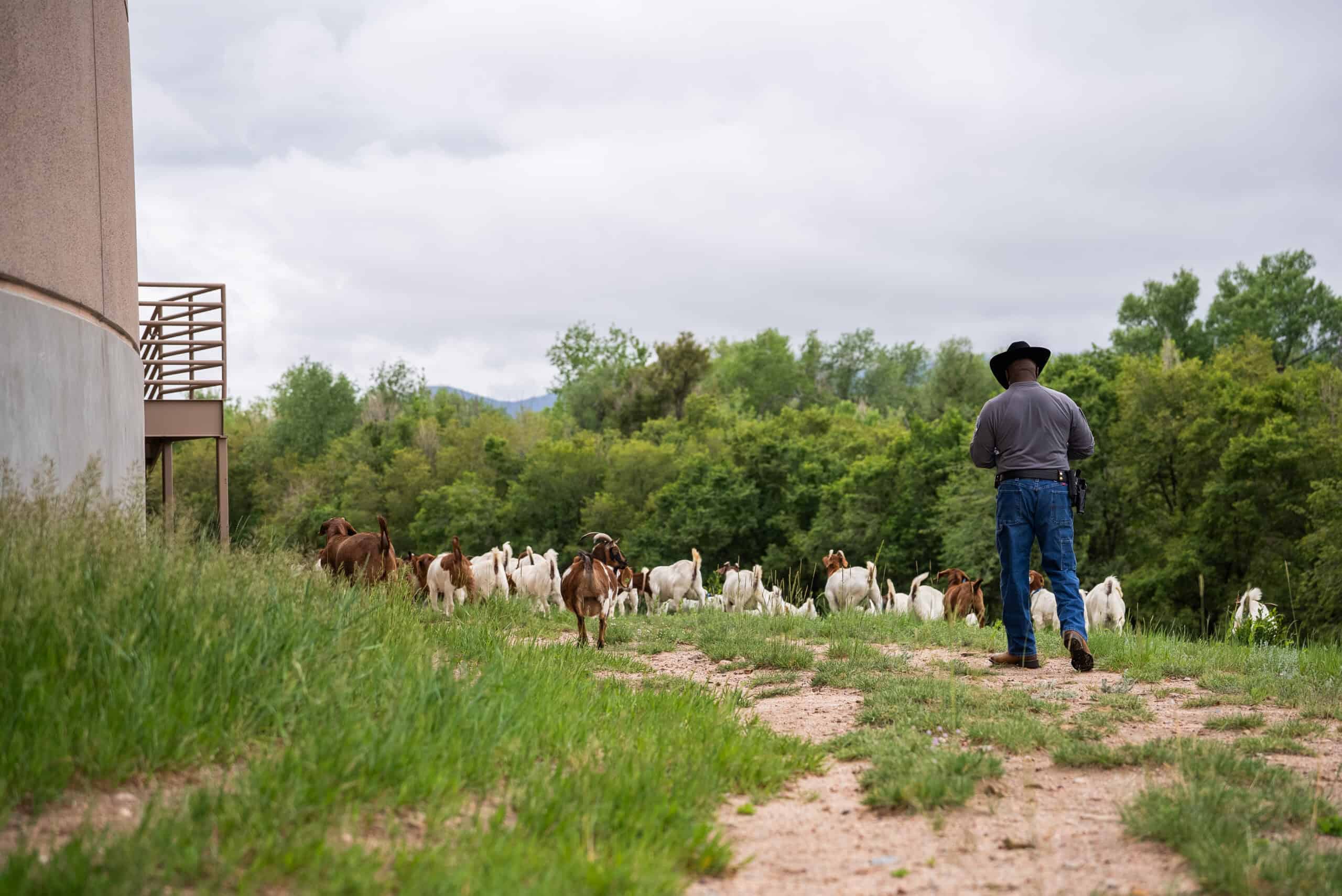 Deputy walking with goats