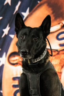 K9 Dex